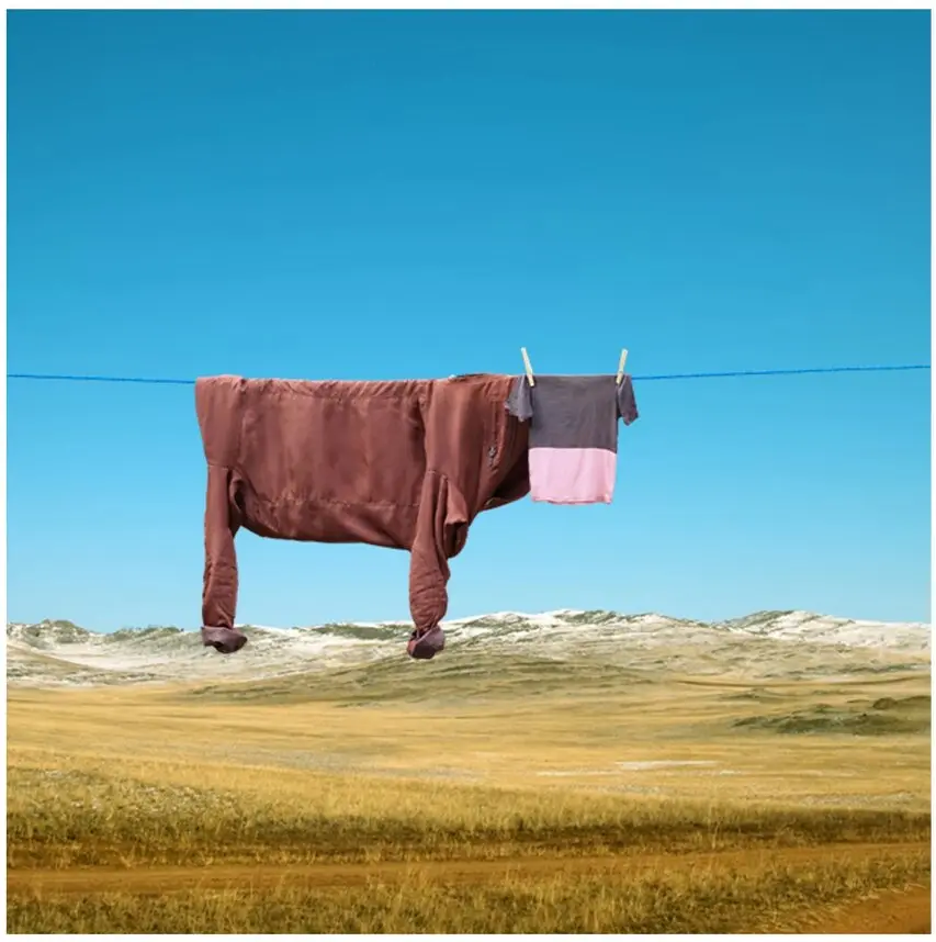Una bovina al pascolo